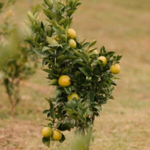 A lemon tree full of ripe lemons in a sunlit orchard during summer.